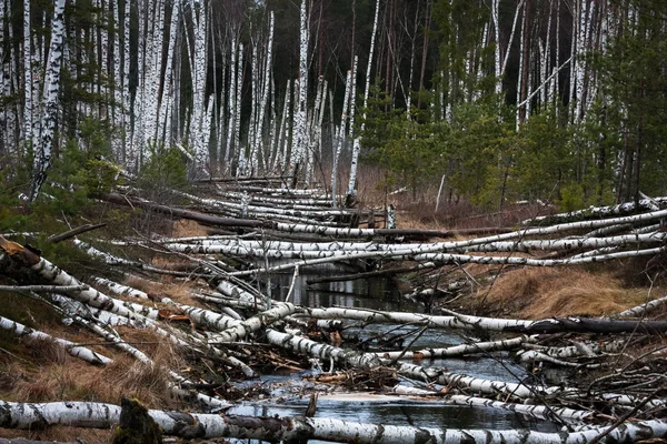 Падшие Деревья Диком Лесу — стоковое фото