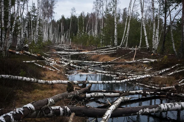 Árboles Caídos Bosque Salvaje — Foto de Stock