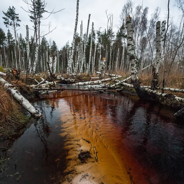 Árboles Caídos Bosque Salvaje — Foto de Stock