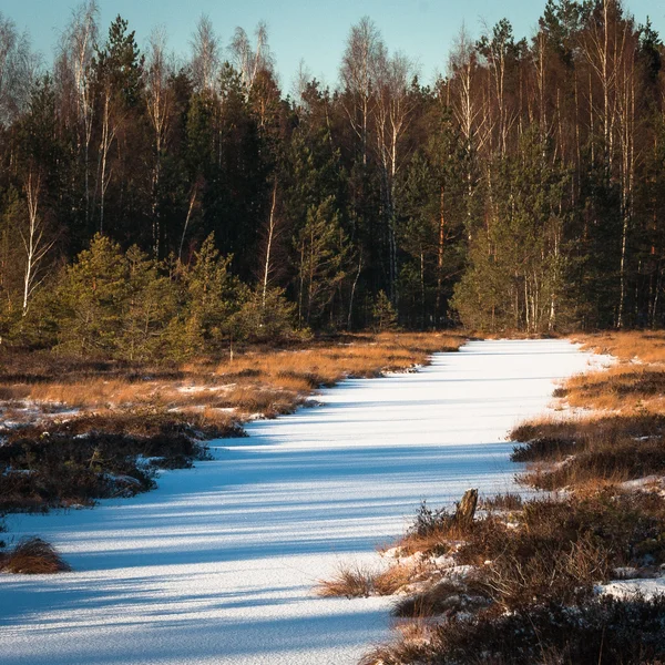 Wild Forest Sunny Winter Day — Stock Photo, Image