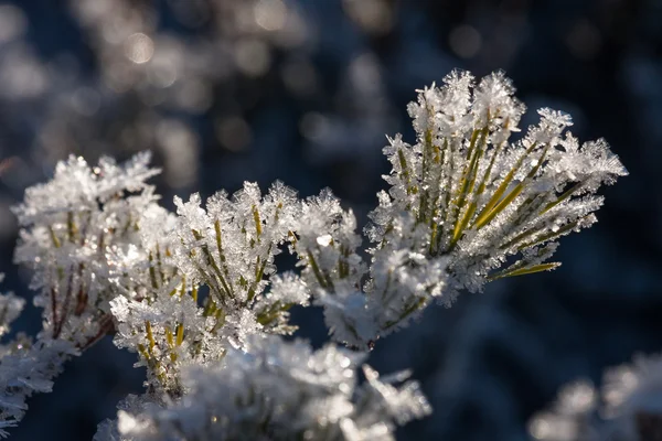 Gefrorenes Gras Winterwald — Stockfoto
