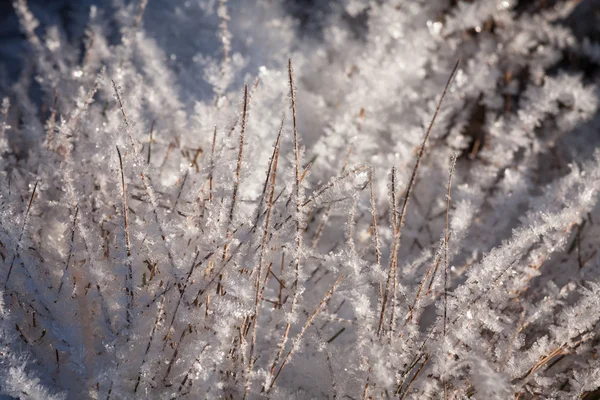 Gefrorenes Gras Winterwald — Stockfoto