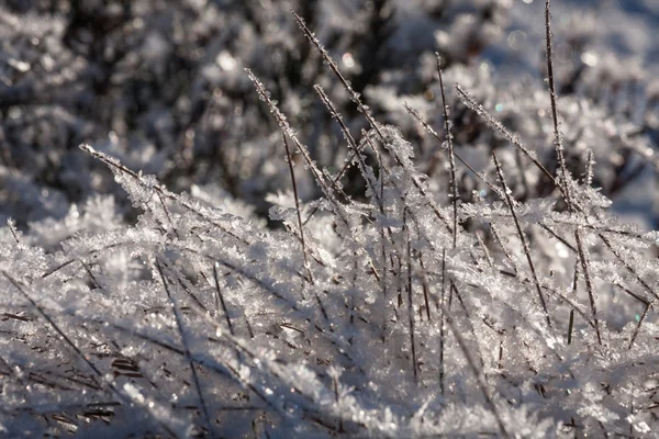 Grama Congelada Floresta Inverno — Fotografia de Stock