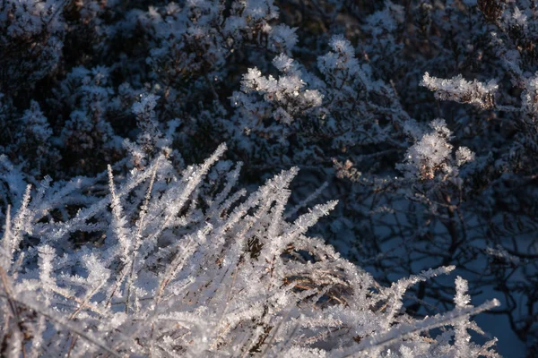 Frozen grass in winter forest