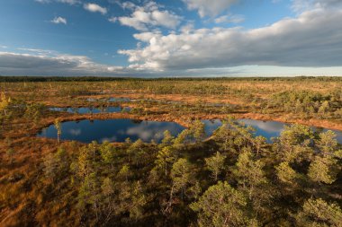 Güneşli bir günde güzel bir bataklık kuzey manzarası