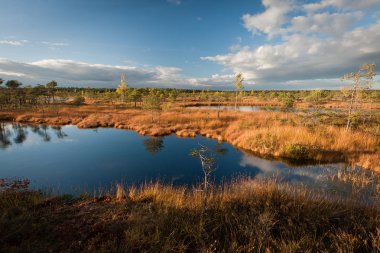 Güneşli bir günde güzel bir bataklık kuzey manzarası