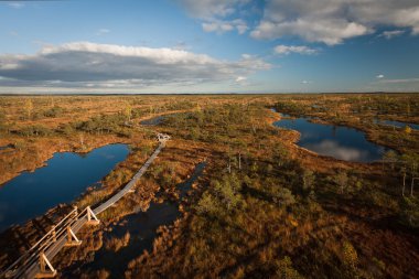 Güneşli bir günde güzel bir bataklık kuzey manzarası