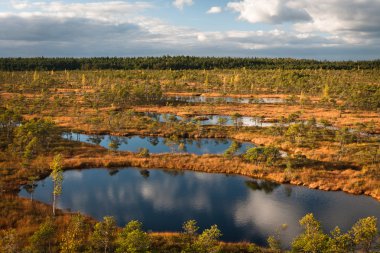 Güneşli bir günde güzel bir bataklık kuzey manzarası