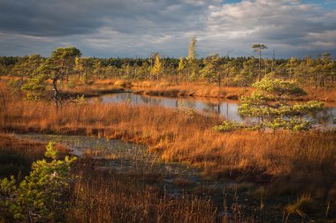 Güneşli bir günde güzel bir bataklık kuzey manzarası
