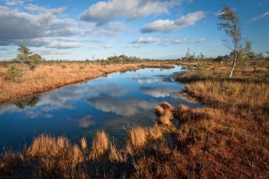 Güneşli bir günde güzel bir bataklık kuzey manzarası