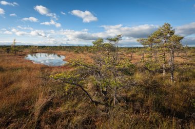 Güneşli bir günde güzel bir bataklık kuzey manzarası
