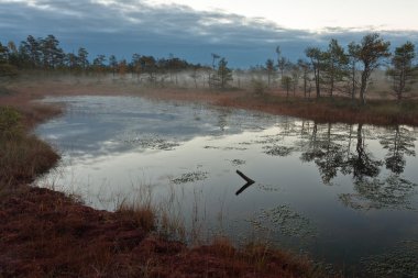 Güzel bataklık Kuzey manzarası 