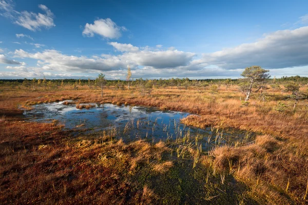 Beautiful Swamp North Landscape Sunny Day — Stock Photo, Image