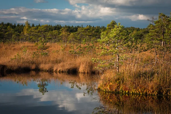 Schöne Sumpflandschaft Norden Bei Sonnigem Tag — Stockfoto