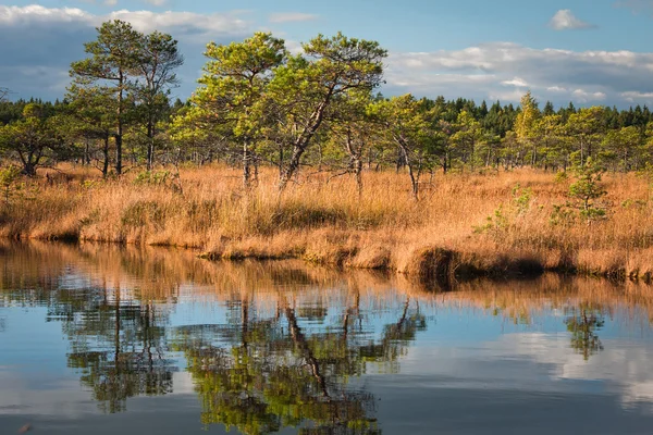 Hermoso Paisaje Del Pantano Norte Día Soleado — Foto de Stock