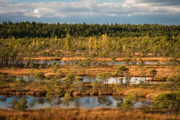 Красивий Болото Північний Пейзаж Сонячний День — стокове фото