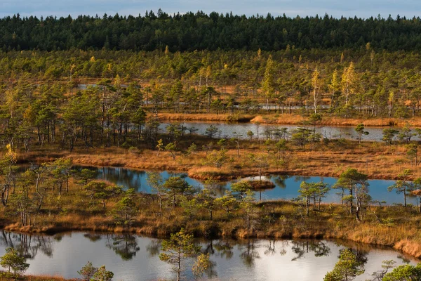 Hermoso Paisaje Del Pantano Norte Día Soleado — Foto de Stock