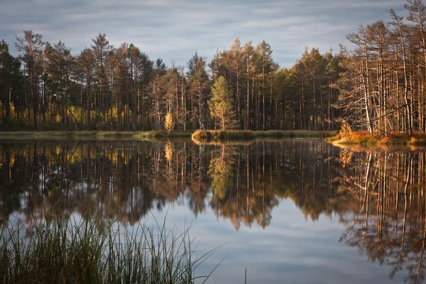 Schöne Landschaft Mit Wald Und Fluss — Stockfoto