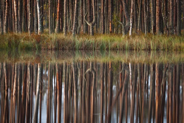 Prachtig Landschap Met Bos Rivier — Stockfoto