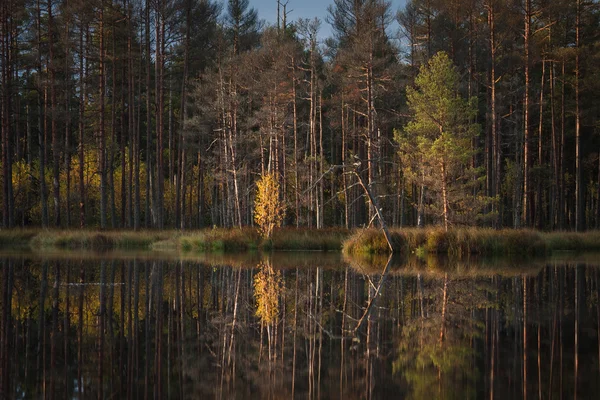 Beau Paysage Avec Forêt Rivière — Photo