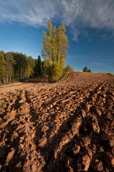 Agricultural Field Forest Sunny Day — Stock Photo, Image