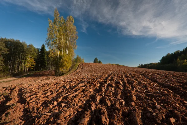 Landwirtschaftliches Feld Waldnähe Bei Sonnigem Tag — Stockfoto