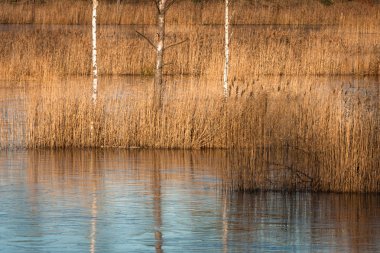 Gündüzleri güzel kuzey manzarası