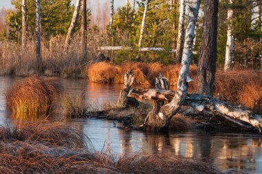 Gündüzleri güzel kuzey manzarası