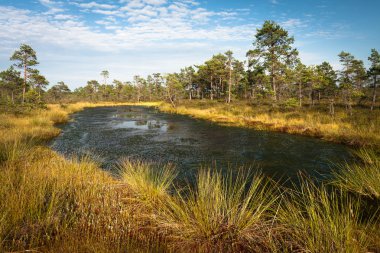 Güneşli bir günde güzel kuzey manzarası