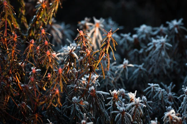 Sneeuwachtige Takken Van Dennenbomen — Stockfoto