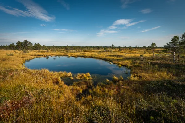 Beautiful North Landscape Sunny Day — Stock Photo, Image