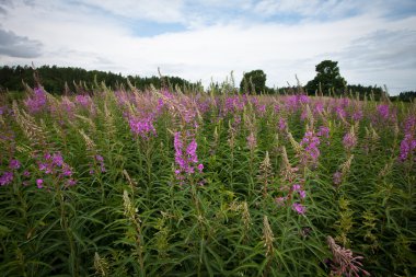 Kış mevsiminde ağaçların manzarası
