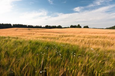 Kış mevsiminde ağaçların manzarası