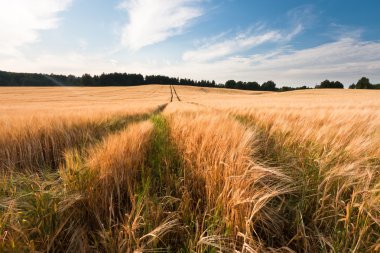 Kış mevsiminde ağaçların manzarası