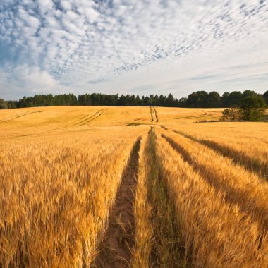 Kış mevsiminde ağaçların manzarası