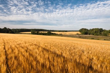 Kış mevsiminde ağaçların manzarası