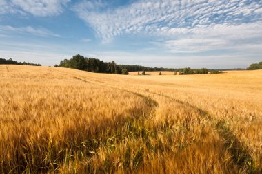 Kış mevsiminde ağaçların manzarası