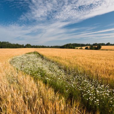 Kış mevsiminde ağaçların manzarası