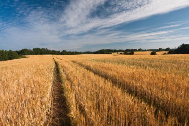 Kış mevsiminde ağaçların manzarası