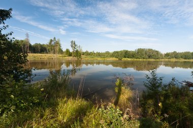 Kış mevsiminde ağaçların manzarası