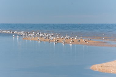 Kış mevsiminde ağaçların manzarası