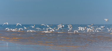 Kış mevsiminde ağaçların manzarası