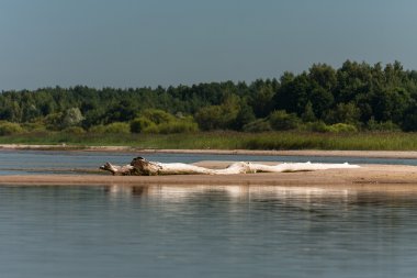 Kış mevsiminde ağaçların manzarası