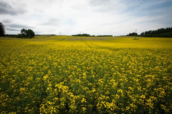 Szene Der Bäume Während Der Wintersaison — Stockfoto