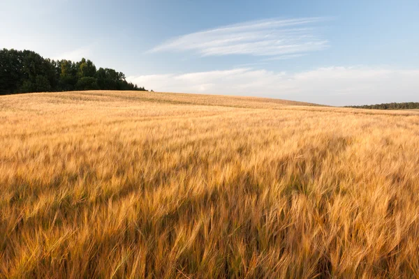 Kış mevsiminde ağaçların manzarası