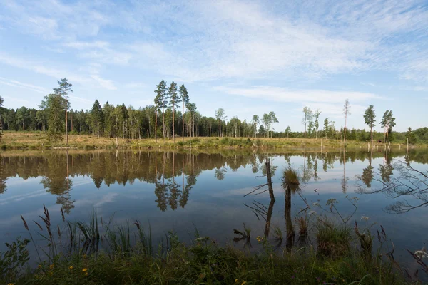 Scen Träd Vintersäsongen — Stockfoto