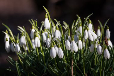 Kış mevsiminde ağaçların manzarası