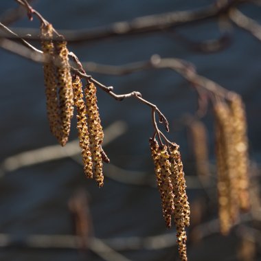 Kış mevsiminde ağaçların manzarası