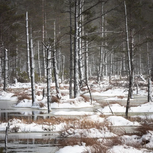 Cena Árvores Durante Temporada Inverno — Fotografia de Stock