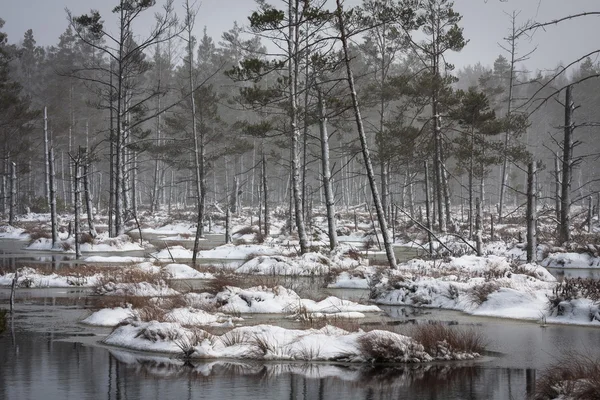 Cena Árvores Durante Temporada Inverno — Fotografia de Stock